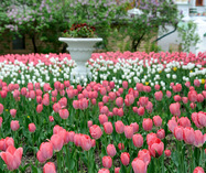 Beautiful Bright Pink and White Tulips on the Grounds of Lavra