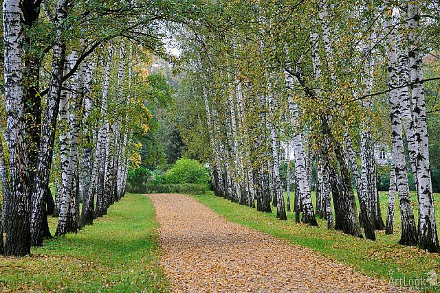 Preshpekt in Autumn – The Avenue of Birch Trees at Yasnaya Polyana