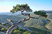 Sudak Pine Tree Over the Mountains