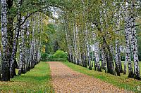 Preshpekt in Autumn – The Avenue of Birch Trees at Yasnaya Polyana