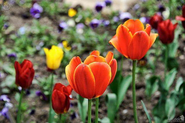 Red and Yellow Tulips in Flowerbed at Livadia Palace