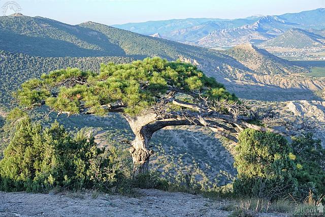 Wish Tree on the Slope of Sokol Mount