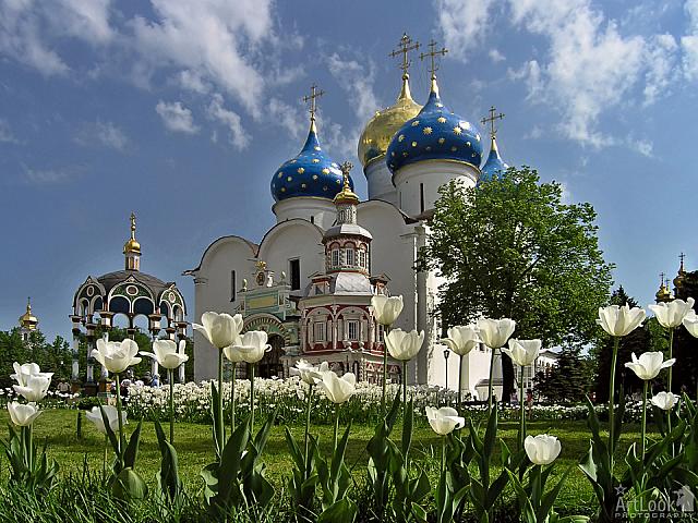 White tulips in Cathedral Square - Holy Trinity St. Sergius Lavra
