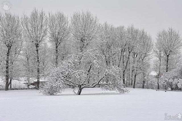 Snow-Covered Trees in Kolomenskoye Park After Snowfall