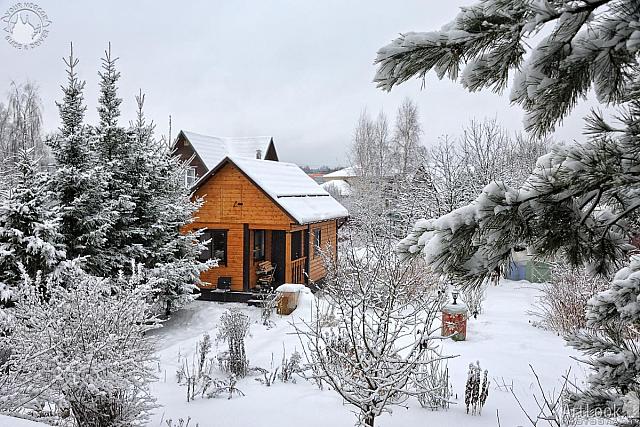 Wooden House Framed by Trees After Snowfall