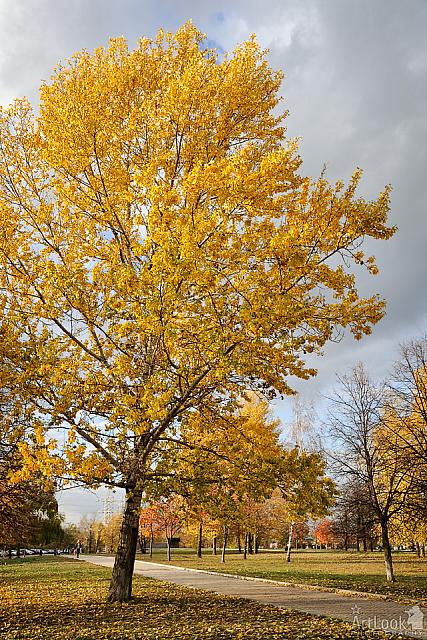 Golden Yellow Tree in Tsaritsyno