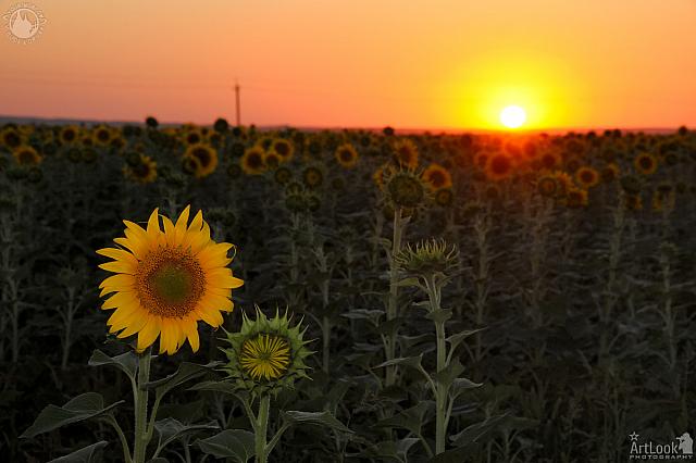 Sunflowers at Sunset