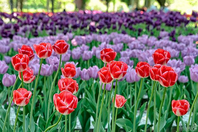 Colorful Tulips in Kremlin Garden in Spring