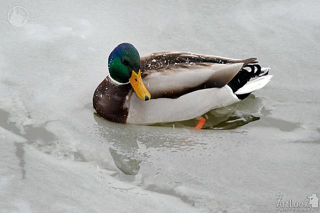 Duck in the Ice