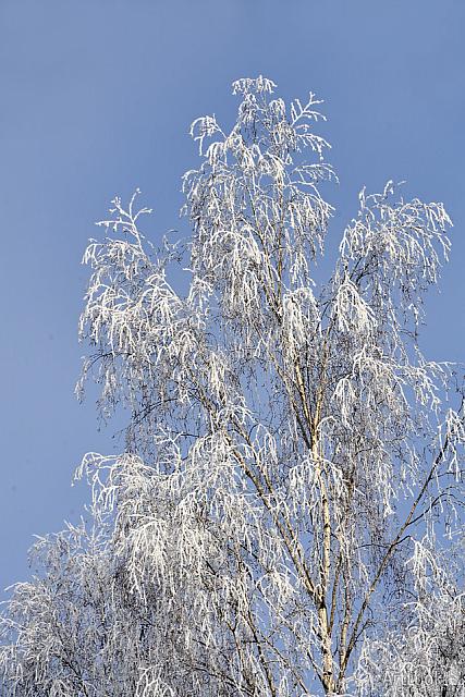 Birch Tree Branches Under the White Frost