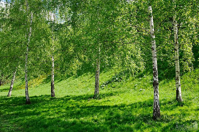 Birch Trees in Novodevichy Park