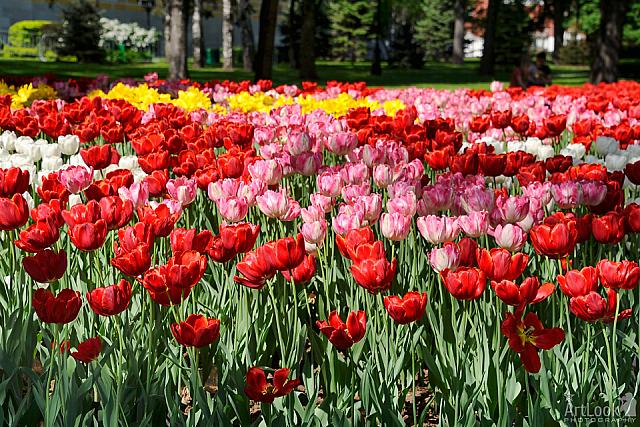 Colorful Tulips in Taynitsky Garden