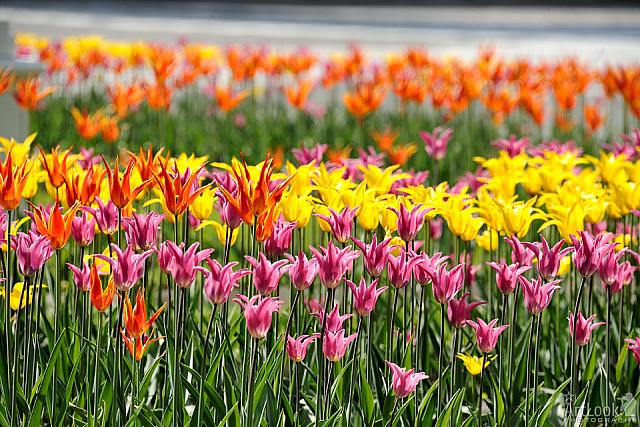 Colorful Lily-flowered Tulips in the Tainitsky Garden