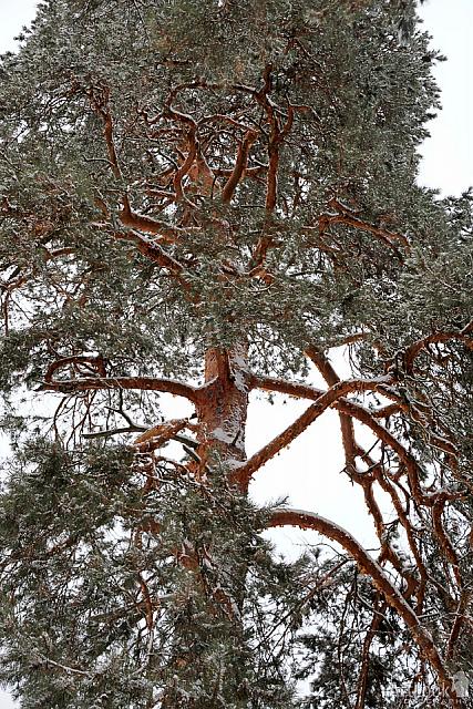Branches of Pine Tree Covered in Snow