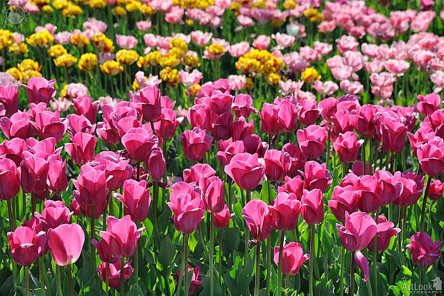 Flower Bed with Pink Tulips in Novorossiysk