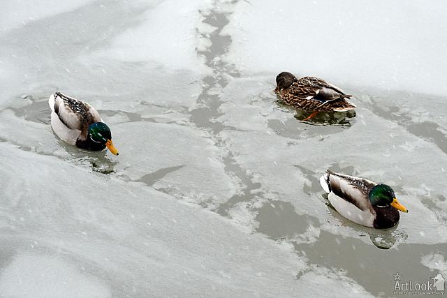 Pretty Ducks in Freezing River