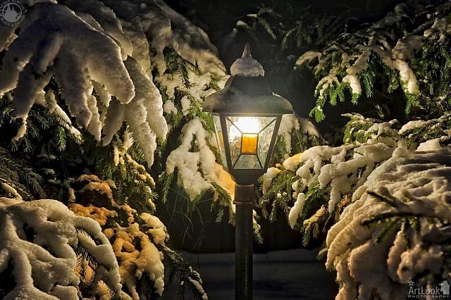 Spruce Branches and Garden Light Covered Snow in Winter Night