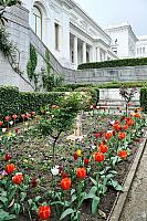 Colorful Tulips at Livadia Palace