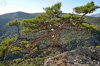 The Amazing Sudak Pine-Tree at Sokol Mountain