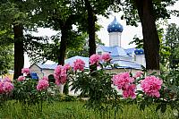 Pink Peony Flowers in St.Theodore Convent