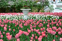 Beautiful Bright Pink and White Tulips on the Grounds of Lavra
