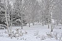 Birch Trees in Snow in Zaryadye Park
