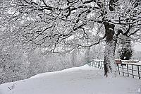 Snow-Covered Tree at Slope in Kolomenskoye