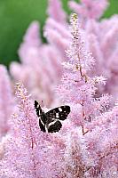 Butterfly on Astilbe