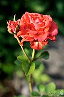 Red Rose - Symbol of Love