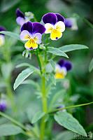 Small Pansies – What a Showy Couple!
