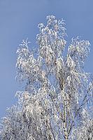 Birch Tree Branches Under the White Frost