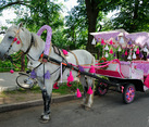 Magic Carriage for Princess