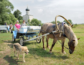 Riding on a horse Cart in Bogolybovo