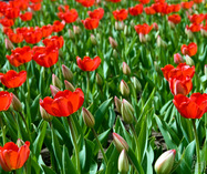 Red Tulips in name of The Great Victory