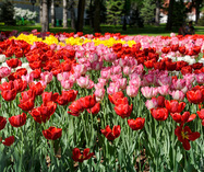 Colorful Tulips in Taynitsky Garden